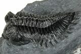 Detailed Coltraneia Trilobite Fossil - Huge Faceted Eyes #328574-1